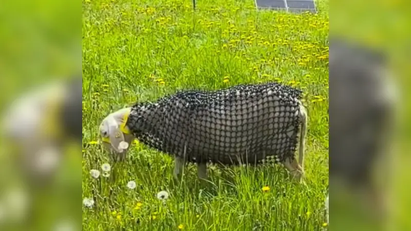 armure mouton
