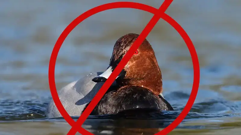 🚨 Alerte info : voici ce que dit l’arrêté portant sur les espèces chassables