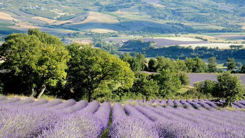 L’ASPAS cherche 2.2M d’euros pour sanctuariser 450Ha et y interdire la chasse