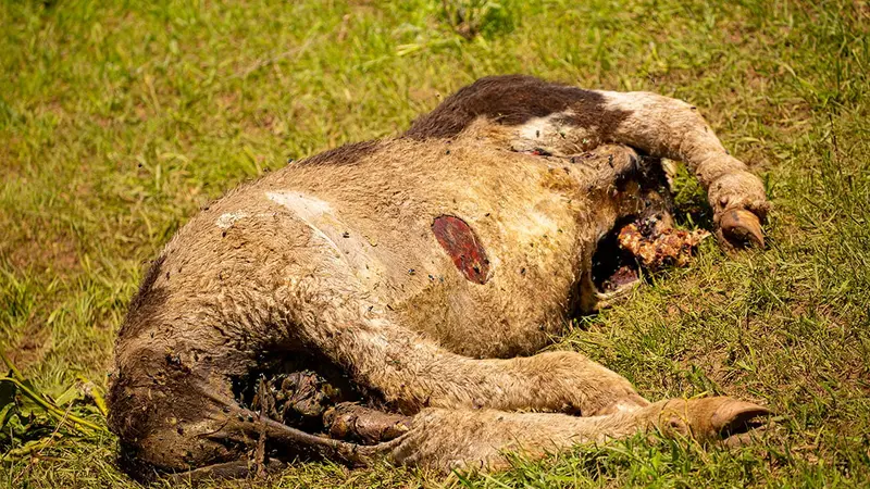 Scandale : des dizaines d’animaux morts retrouvés dans une association d’aide aux animaux