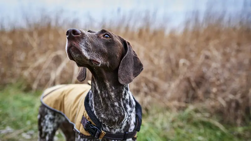Chien de chasse : pourquoi une assurance est-elle utile pour votre animal ?