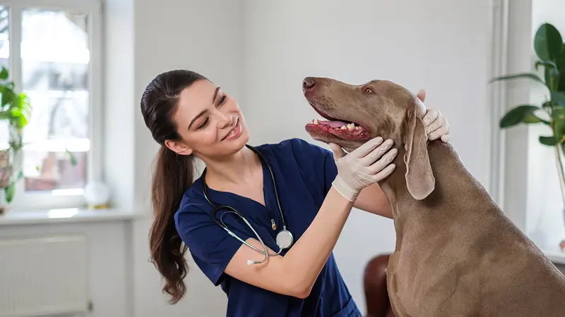 Assurance pour chien de chasse