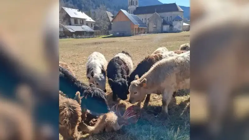 attaque d eloup isère