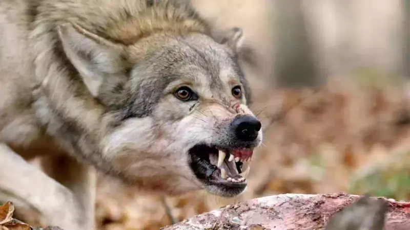 attaque de loup