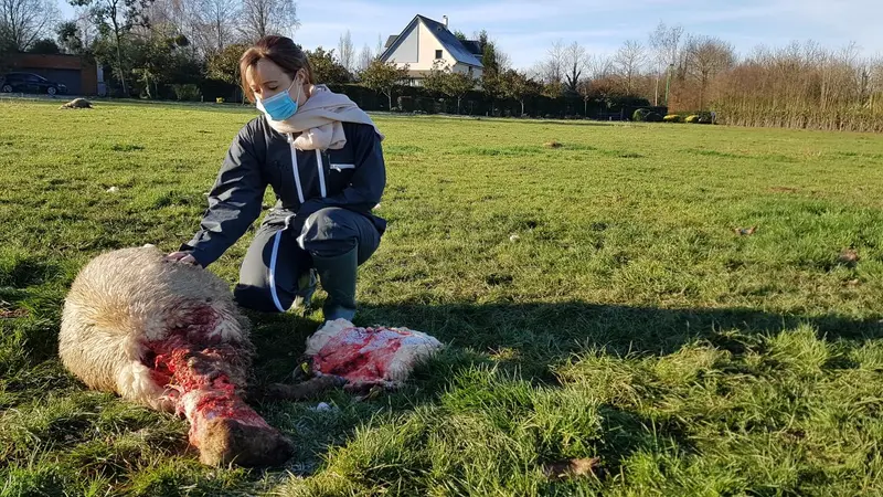 Normandie : cas probable d’attaque de loups sur des brebis