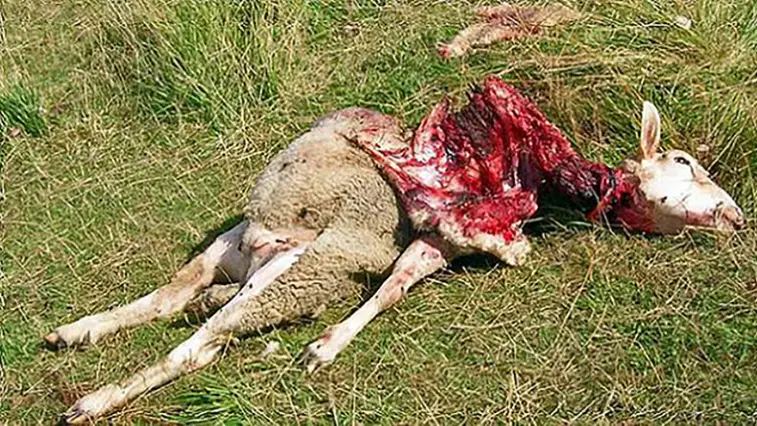 Loups : carnage dans les élevages de Hautes-Saône