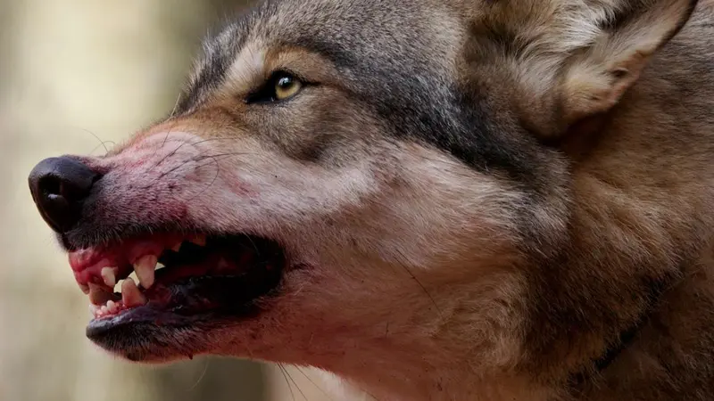 La Suisse veut autoriser les prélèvements de loups préventifs