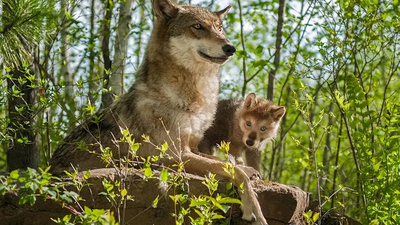 Cas probable d’une première attaque de loup sur l’Homme en France