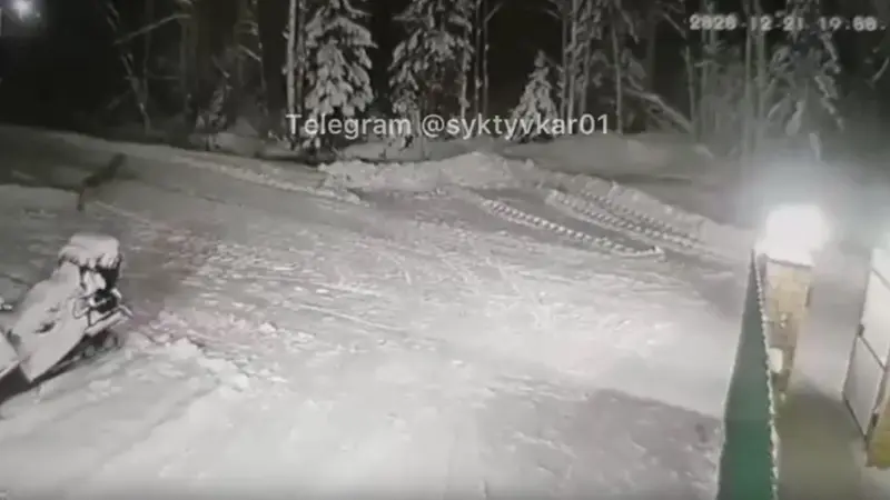 Russie : un enfant sauvé d’une attaque de loups par un chien