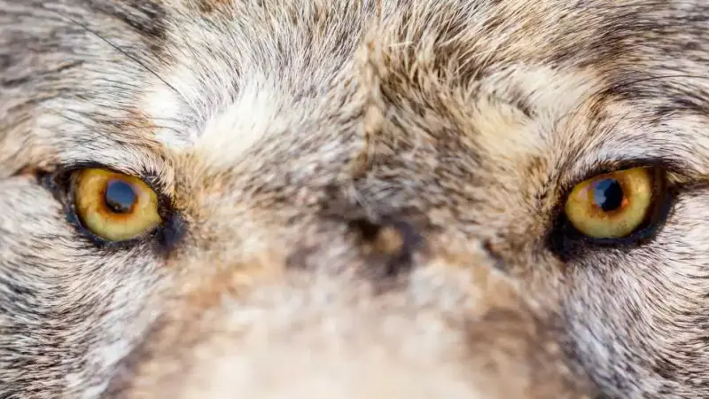 Attaque de loup sur l’homme : risques réels et consignes de sécurité en 2026