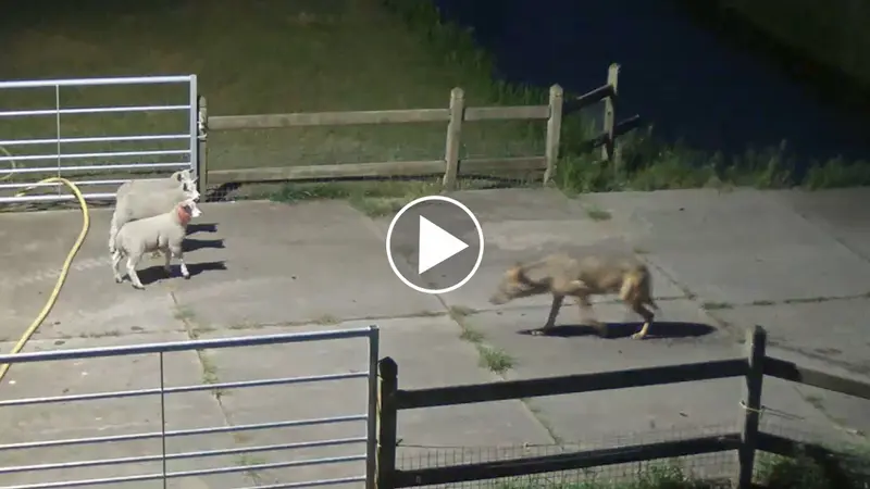 Une attaque de loup filmée aux Pays-Bas