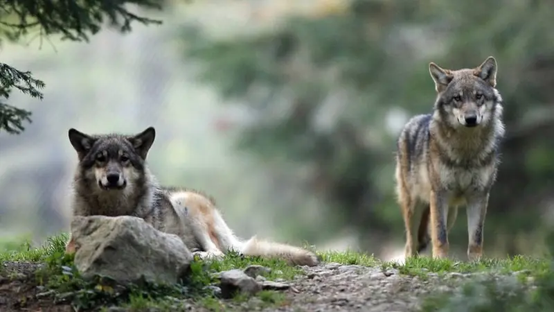 3 loups rentrent dans l'enceinte d'une usine et tuent un chien de garde en Pologne (vidéo)