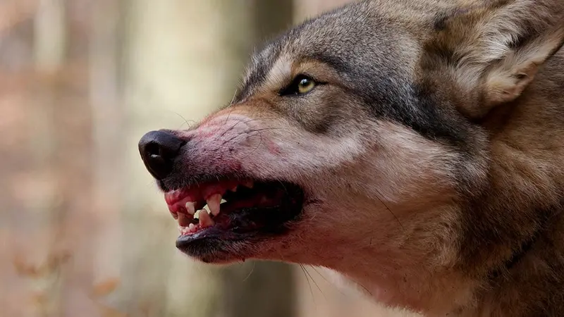 Pour les associations écologistes le loup vaut mieux que les chasseurs