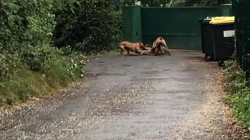 Deux molosses tuent un chevreuil à Bayonne