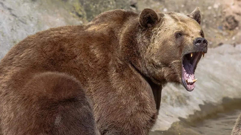Ours tué en Ariège : 8 chasseurs auditionnés sous le régime de la garde à vue