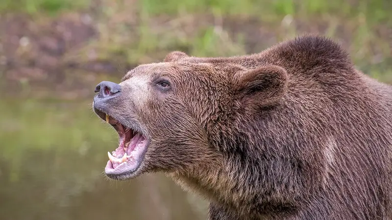 Chasseur mordu par l’ourse : le réseau ours défaillant selon la Fédération de chasse des Hautes-Pyrénées
