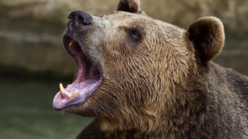 Espagne : une femme de 75 ans blessée gravement suite à l’attaque d’un ours