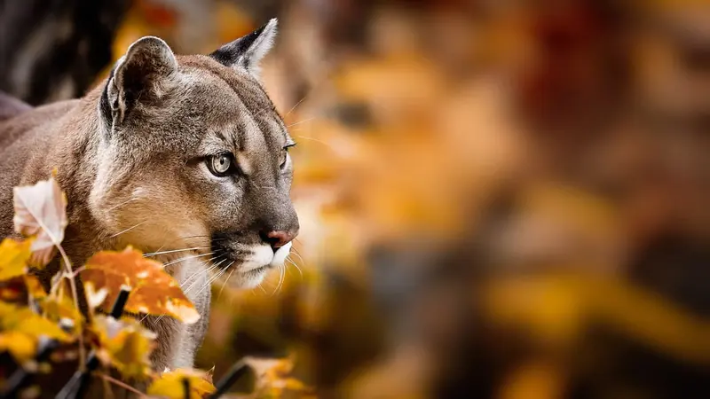 États-Unis : il tue à mains nues le puma qui l’attaquait