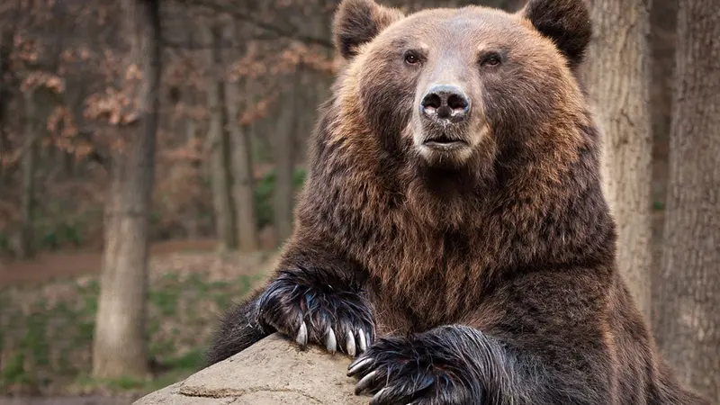 Bilan des attaques d’ours dans les Pyrénées en 2019