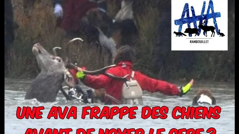Une militante d’AVA vient au secours d’un cerf qui bat l’eau, l’animal meurt.