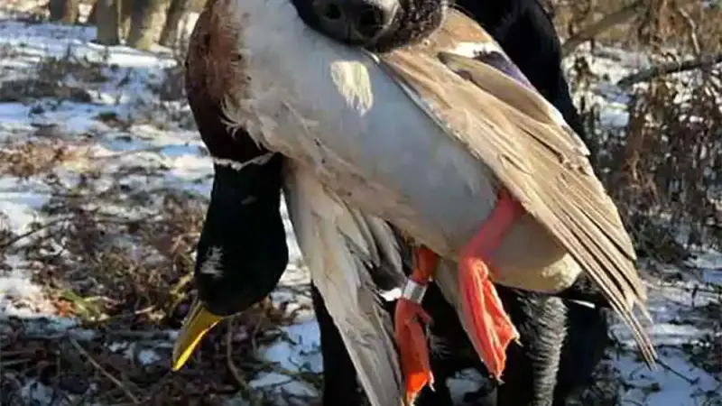 Que faire si je prélève un oiseau bagué ?
