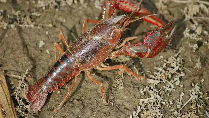 écrevisse de louisiane