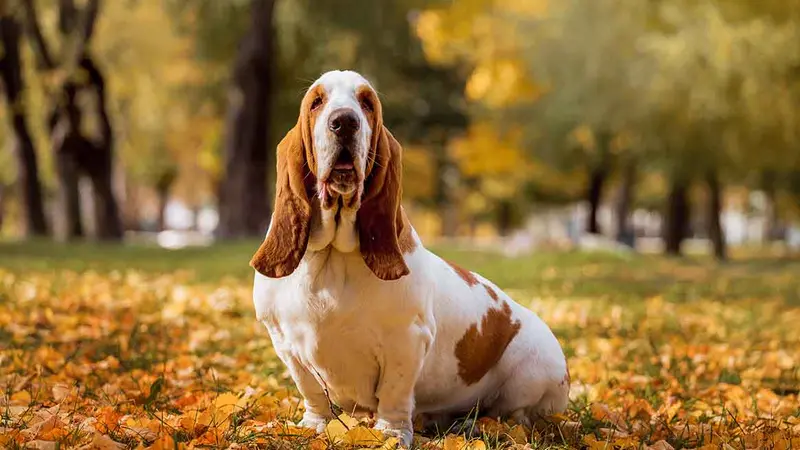 Basset Hound