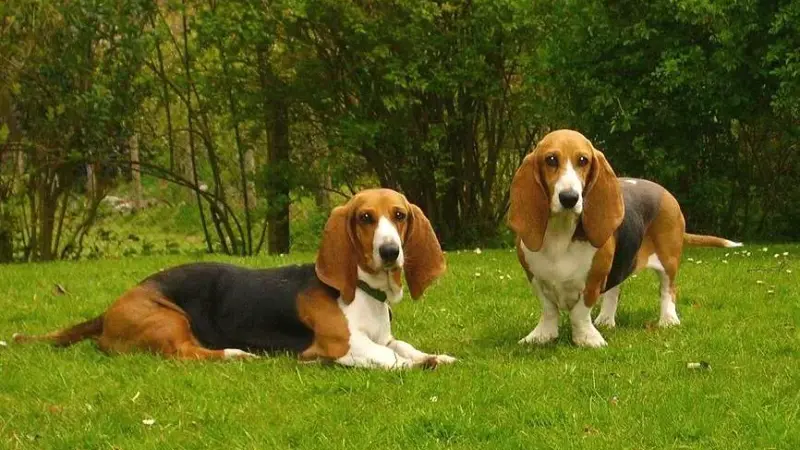 Basset Artésien Normand