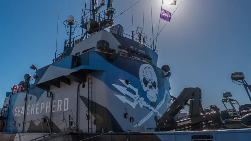 LPO vs SEA SHEPHRED : quand 2 associations de protection de la nature s’écharpent