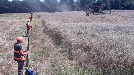 Polémique autour d’une battue aux sangliers pendant la moisson dans les Landes
