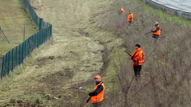 Une route fermée entre Rennes et Saint-Malo pour une battue aux sangliers prévue ce week-end