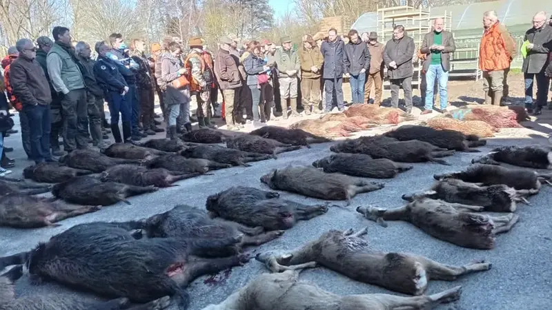 Moselle : 3h de chasse, 94 sangliers prélevés