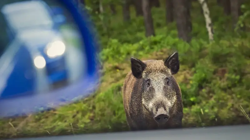Metz : 110 chasseurs, 45 traqueurs, 60 chiens et 1 autoroute fermée