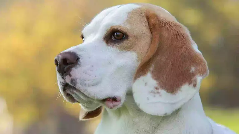 6 chiens de chasse sauvés par le GRIMP en Vendée