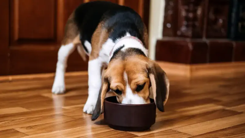Faut-il nourrir son chien une seule fois par jour ?