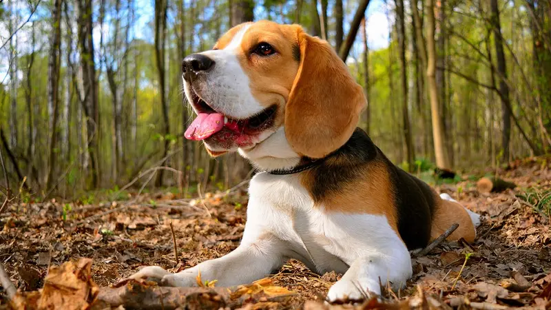 Beagle