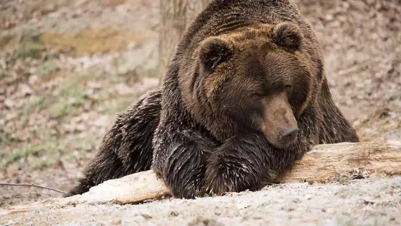 Disparition de l'ours Goiat