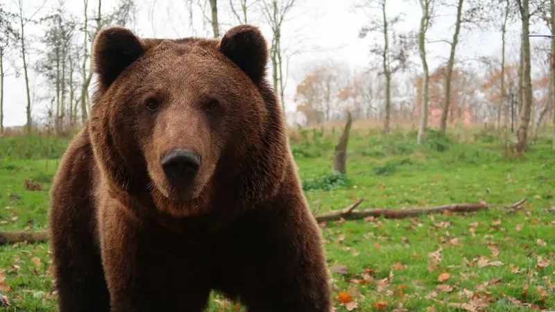 Un jeune garçon sauve la vie de son père en cognant un ours à la tête en pleine chasse