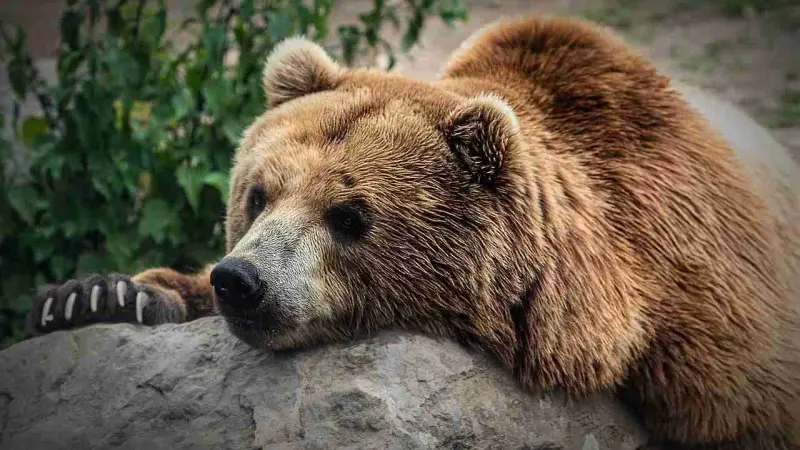 promeneuse tuée par un ours