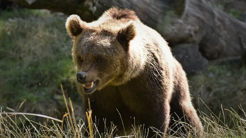 Affaire Sarousse : le chasseur a défendu sa vie face à l’ours