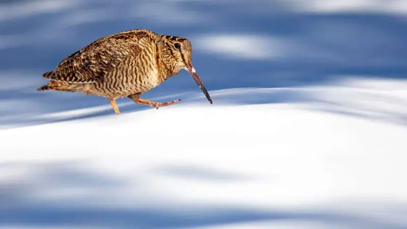 Grand froid : pourquoi faut-il renoncer à chasser la bécasse