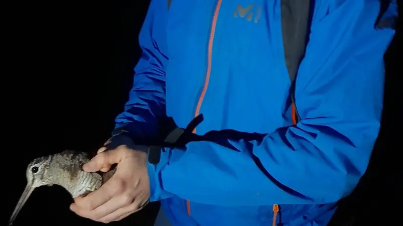 Hautes-Pyrénées : il bague la même bécasse à huit ans d’intervalle