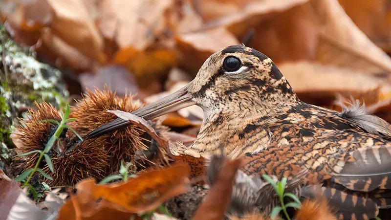 Côtes d’Armor : une année record de baguage de bécasse