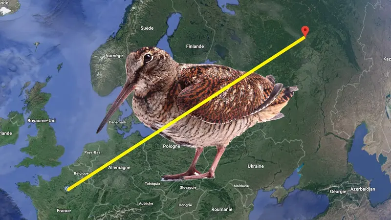 Une bécasse baguée dans l’Oise prélevée 6 mois plus tard en Russie