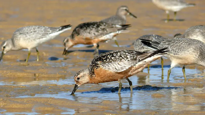 70 oiseaux morts retrouvés sur le littoral : le spectre de la grippe aviaire