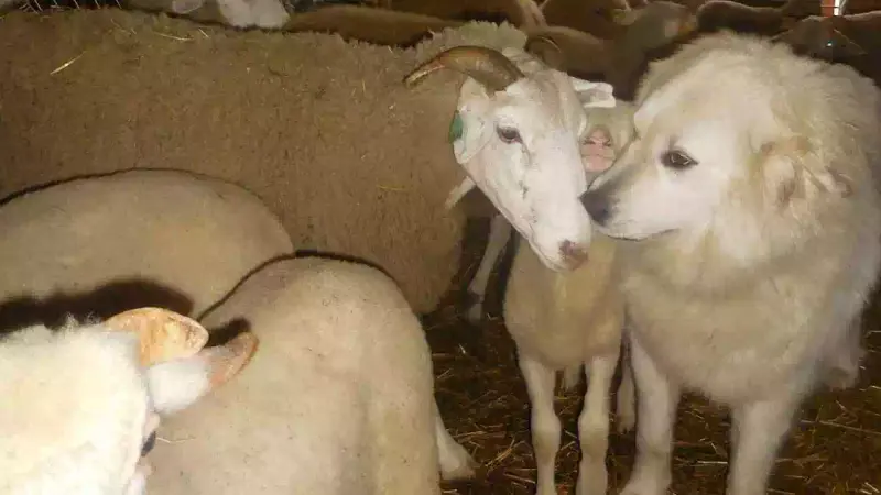 Un patou échappé retrouvé 1 mois plus tard dans la ferme où il est né