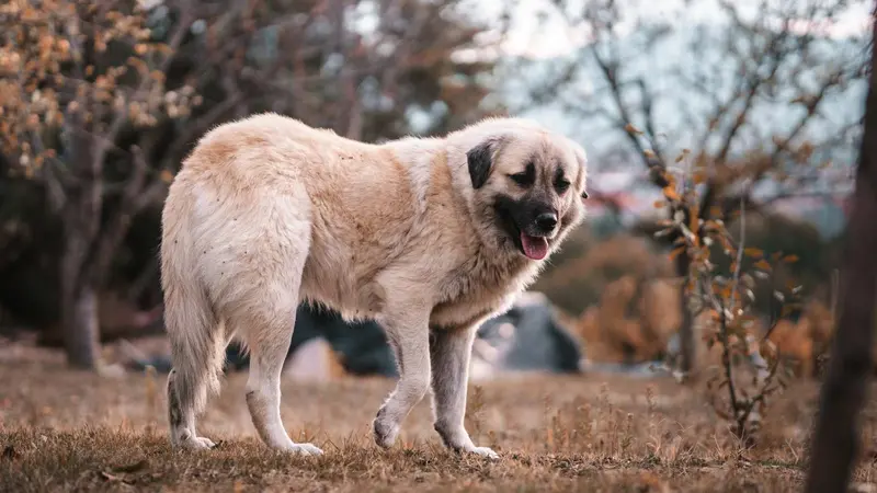 Vacances d’été et chiens de protection, vers une saison compliquée ?