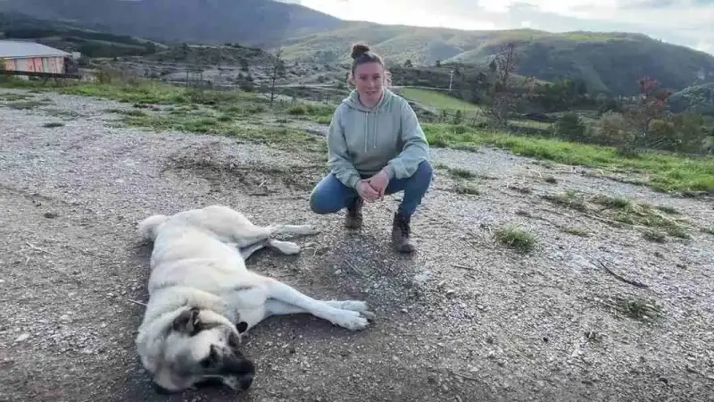 Témoignage : une jeune bergère a dû affronter un loup pour sauver une brebis