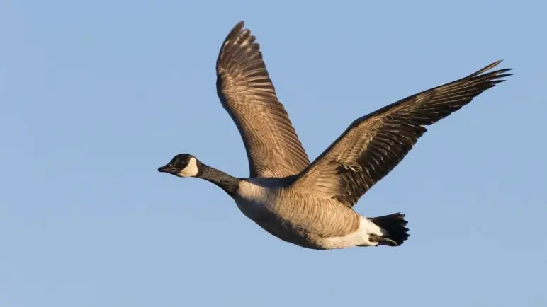 États-Unis, un chasseur assommé par l'oie qu'il vient de tuer !