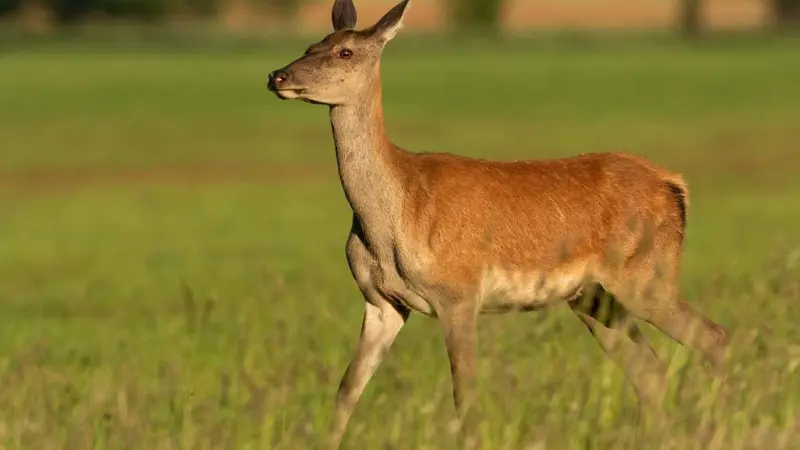 Un chasseur de 74 ans tué par une biche